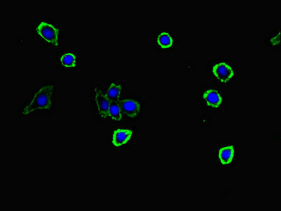 S100G / CABP9K Antibody - Immunofluorescent analysis of HepG2 cells diluted at 1:100 and Alexa Fluor 488-congugated AffiniPure Goat Anti-Rabbit IgG(H+L)