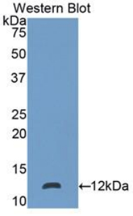 S100P Antibody - Western blot of recombinant S100P.  This image was taken for the unconjugated form of this product. Other forms have not been tested.