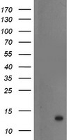 S100P Antibody - HEK293T cells were transfected with the pCMV6-ENTRY control (Left lane) or pCMV6-ENTRY S100P (Right lane) cDNA for 48 hrs and lysed. Equivalent amounts of cell lysates (5 ug per lane) were separated by SDS-PAGE and immunoblotted with anti-S100P.