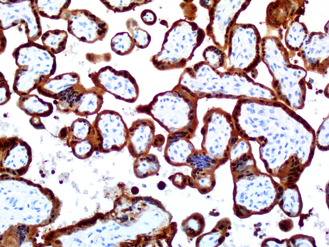 S100P Antibody - Immunohistochemical staining of paraffin-embedded human placenta using anti-S100P clone UMAB24 mouse monoclonal antibody @ 2 ug/mL with Polink2 Broad HRP DAB detection kit; heat-induced epitope retrieval with Citrate pH6.1