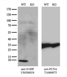 S100P Antibody - Equivalent amounts of cell lysates  and S100P-Knockout HeLa cells  were separated by SDS-PAGE and immunoblotted with anti-S100P monoclonal antibody. Then the blotted membrane was stripped and reprobed with anti-PCNA antibody as a loading control.