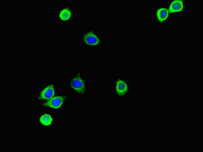 S100P Antibody - Immunofluorescent analysis of HepG2 cells diluted at 1:100 and Alexa Fluor 488-congugated AffiniPure Goat Anti-Rabbit IgG(H+L)