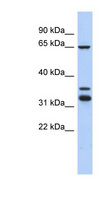 S100PBP Antibody - S100PBP antibody Western blot of 293T cell lysate. This image was taken for the unconjugated form of this product. Other forms have not been tested.