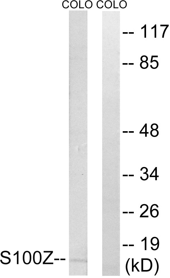 S100Z Antibody - Western blot analysis of lysates from COLO cells, using S100Z Antibody. The lane on the right is blocked with the synthesized peptide.