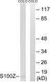 S100Z Antibody - Western blot analysis of lysates from COLO cells, using S100Z Antibody. The lane on the right is blocked with the synthesized peptide.
