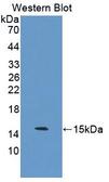 S100Z Antibody - Western Blot; Sample: Recombinant protein.