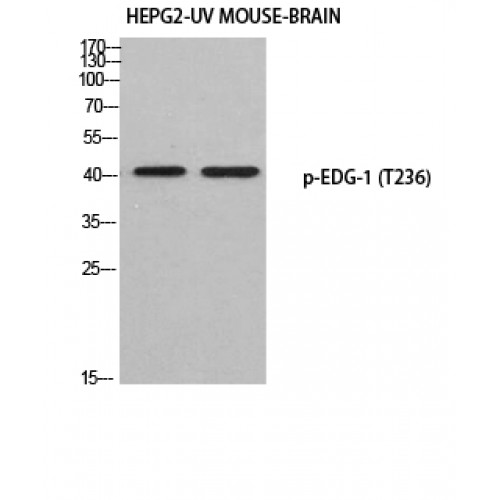 S1PR1 / EDG1 / S1P1 Antibody - Western blot of Phospho-EDG-1 (T236) antibody