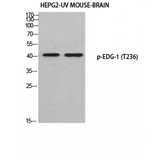 S1PR1 / EDG1 / S1P1 Antibody - Western blot of Phospho-EDG-1 (T236) antibody