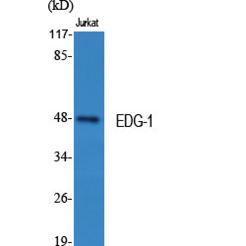 S1PR1 / EDG1 / S1P1 Antibody - Western blot of EDG-1 antibody