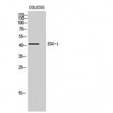 S1PR1 / EDG1 / S1P1 Antibody - Western blot of EDG-1 antibody
