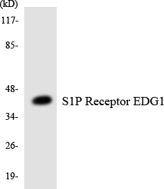 S1PR1 / EDG1 / S1P1 Antibody - Western blot analysis of the lysates from HUVECcells using S1P Receptor EDG1 antibody.
