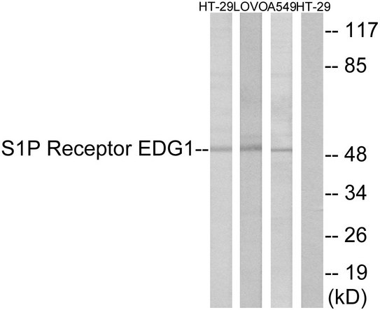 S1PR1 / EDG1 / S1P1 Antibody - Western blot analysis of lysates from HT-29, LOVO, and A549 cells, using S1P Receptor EDG1 Antibody. The lane on the right is blocked with the synthesized peptide.