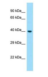 S1PR1 / EDG1 / S1P1 Antibody - S1PR1 / EDG1 / SIP1 antibody Western Blot of Fetal Liver.  This image was taken for the unconjugated form of this product. Other forms have not been tested.