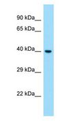 S1PR1 / EDG1 / S1P1 Antibody - S1PR1 / EDG1 / SIP1 antibody Western Blot of Fetal Liver.  This image was taken for the unconjugated form of this product. Other forms have not been tested.