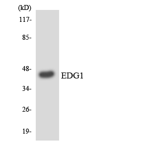 S1PR1 / EDG1 / S1P1 Antibody - Western blot analysis of the lysates from HeLa cells using EDG1 antibody.