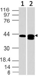 S1PR1 / EDG1 / S1P1 Antibody - Fig-1: Western blot analysis of SIP1 receptor/Edg-1. Anti-SIP1 receptor/Edg-1 antibody was used at 4 µg/ml on (1) Jurkat and (2) U87 lysates.