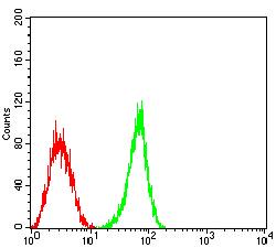 S1PR1 / EDG1 / S1P1 Antibody - Flow cytometric analysis of HL-60 cells using CD363 mouse mAb (green) and negative control (red).