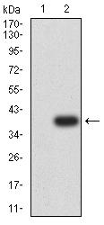 S1PR1 / EDG1 / S1P1 Antibody - Western blot analysis using CD363 mAb against HEK293 (1) and CD363-hIgGFc transfected HEK293 (2) cell lysate.