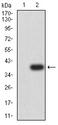 S1PR1 / EDG1 / S1P1 Antibody - Western blot analysis using CD363 mAb against HEK293 (1) and CD363-hIgGFc transfected HEK293 (2) cell lysate.