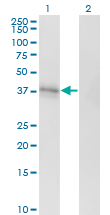 S1PR1 / EDG1 / S1P1 Antibody - Western Blot analysis of EDG1 expression in transfected 293T cell line by EDG1 monoclonal antibody (M01), clone 2E12.Lane 1: EDG1 transfected lysate(42.8 KDa).Lane 2: Non-transfected lysate.