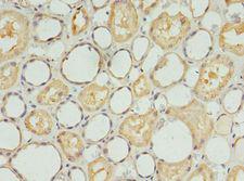 S1PR1 / EDG1 / S1P1 Antibody - Immunohistochemistry of paraffin-embedded human kidney using antibody at 1:100 dilution.  This image was taken for the unconjugated form of this product. Other forms have not been tested.