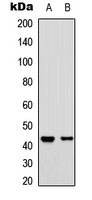 S1PR1 / EDG1 / S1P1 Antibody - Western blot analysis of CD363 expression in Jurkat (A); LOVO (B) whole cell lysates.