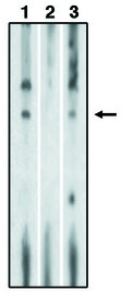 S1PR1 / EDG1 / S1P1 Antibody - Western blot of lysates of RH7777 cells transfected with full length human EDG-1 protein using anti-EDG-1 CT antibody at 10 ug/ml (1), antibody preincubated with specific blocking peptide (2) and antibody preincubated with non-specific control peptide (3) using Pierce Femto Signal substrate.