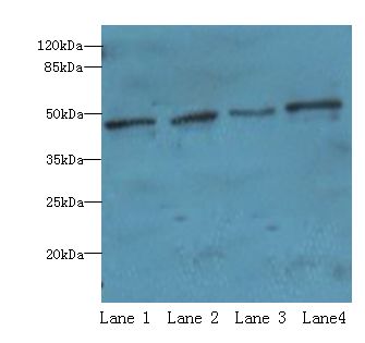 S1PR1 / EDG1 / S1P1 Antibody - Western blot. All lanes: S1PR1 antibody at 2 ug/ml. Lane 1: Jurkat cells Lane 2: A375 cells Lane 3: mouse pancreas tissue Lane 4: HepG2 cells. Secondary antibody: goat polyclonal to rabbit at 1:10000 dilution. Predicted band size: 43 kDa. Observed band size: 43 kDa.  This image was taken for the unconjugated form of this product. Other forms have not been tested.