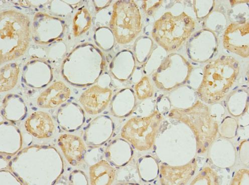 S1PR1 / EDG1 / S1P1 Antibody - Immunohistochemistry of paraffin-embedded human kidney using antibody at 1:100 dilution.  This image was taken for the unconjugated form of this product. Other forms have not been tested.