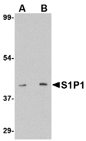 S1PR1 / EDG1 / S1P1 Antibody - Western blot of S1P1 in mouse thymus lysate with S1P1 antibody at (A) 1 and (B) 2 ug/ml.