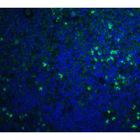 S1PR1 / EDG1 / S1P1 Antibody - Immunofluorescence of S1P1 in mouse thymus tissue with S1P1 antibody at 20 µg/mL.Green: S1P1 Antibody  Blue: DAPI staining