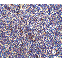 S1PR1 / EDG1 / S1P1 Antibody - Immunohistochemistry of S1P1 in mouse thymus tissue with S1P1 antibody at 2.5 µg/ml.