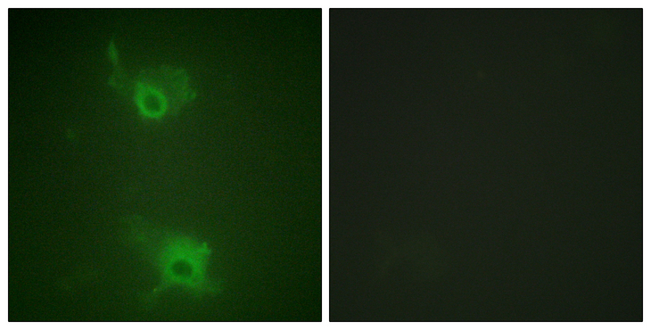 S1PR1 / EDG1 / S1P1 Antibody - Immunofluorescence analysis of COS7 cells, using S1P Receptor EDG1 (Phospho-Thr236) Antibody. The picture on the right is blocked with the phospho peptide.