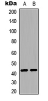 S1PR1 / EDG1 / S1P1 Antibody - Western blot analysis of CD363 (pT236) expression in HepG2 UV-treated (A); mouse brain (B) whole cell lysates.
