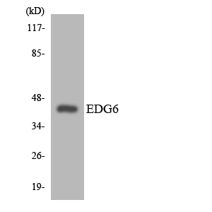 S1PR4 / SIP4 / EDG6 Antibody - Western blot analysis of the lysates from HT-29 cells using EDG6 antibody.