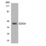 S1PR4 / SIP4 / EDG6 Antibody - Western blot analysis of the lysates from HT-29 cells using EDG6 antibody.