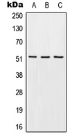 S1PR4 / SIP4 / EDG6 Antibody - Western blot analysis of EDG6 expression in HEK293T (A); mouse liver (B); H9C2 (C) whole cell lysates.