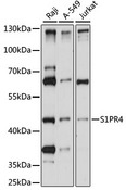 S1PR4 / SIP4 / EDG6 Antibody - Western blot analysis of extracts of various cell lines, using S1PR4 antibody at 1:1000 dilution. The secondary antibody used was an HRP Goat Anti-Rabbit IgG (H+L) at 1:10000 dilution. Lysates were loaded 25ug per lane and 3% nonfat dry milk in TBST was used for blocking. An ECL Kit was used for detection and the exposure time was 30s.