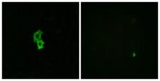 S1PR4 / SIP4 / EDG6 Antibody - Peptide - + Immunofluorescence analysis of HepG2 cells, using EDG6 antibody.