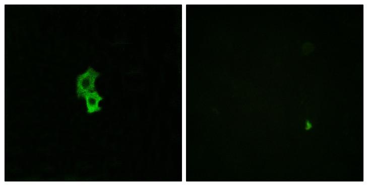 S1PR4 / SIP4 / EDG6 Antibody - Peptide - + Immunofluorescence analysis of HepG2 cells, using EDG6 antibody.