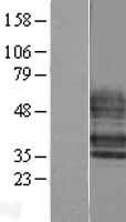 S1PR4 / SIP4 / EDG6 Protein - Western validation with an anti-DDK antibody * L: Control HEK293 lysate R: Over-expression lysate