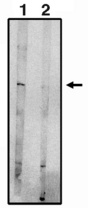 S1PR5 / EDG8 / S1P5 Antibody - Western blot of anti-EDG-8 CT antibody on RH7777 cell lysates transfected with full length human EDG8 (1) and blocked with blocking peptide (2) using Pierce Femto Signal substrate.