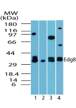 S1PR5 / EDG8 / S1P5 Antibody - Western blot of Edg8 in human brain lysate in the 1) absence and 2) presence of immunizing peptide, 3) mouse, 4) rat using antibody at 5 ug/ml, 2 ug/ml and 2 ug/ml.
