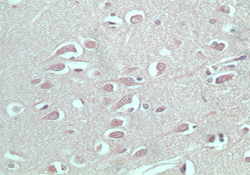 S1PR5 / EDG8 / S1P5 Antibody - IHC (paraffin) staining of normal human brain using antibody (Edg8) at 5 ug/ml.