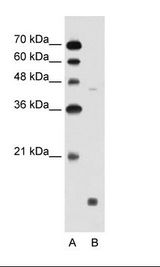 S1PR5 / EDG8 / S1P5 Antibody - A: Marker, B: Jurkat Cell Lysate.  This image was taken for the unconjugated form of this product. Other forms have not been tested.