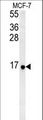 S26 / RPS26 Antibody - RPS26 Antibody western blot of MCF-7 cell line lysates (35 ug/lane). The RPS26 antibody detected the RPS26 protein (arrow).