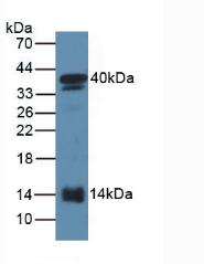 SAA2 / Serum Amyloid A2 Antibody - Western Blot; Sample: Mouse Serum.