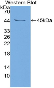 SAA4 Antibody - Western blot of recombinant SAA4.