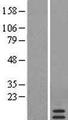 SAA4 Protein - Western validation with an anti-DDK antibody * L: Control HEK293 lysate R: Over-expression lysate