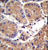 SAAL1 Antibody - SAAL1 Antibody immunohistochemistry of formalin-fixed and paraffin-embedded human stomach tissue followed by peroxidase-conjugated secondary antibody and DAB staining.